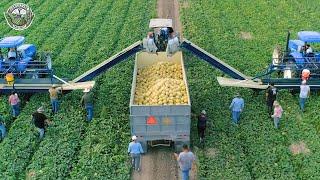 40 Billion Pounds Of Cantaloupes Are Harvested In American This Way | Agriculture Technology