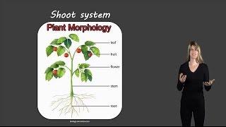 Shoot system