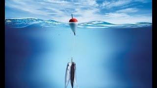 Fish don't bite?