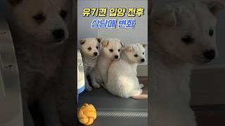 유기견에서 반려견이 된 아이들 #유기견임보