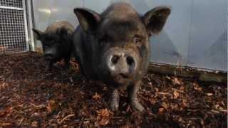 Tia and Tamara Vietnamese pot-bellied pigs