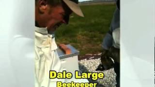 Inspecting a Healthy Bee Hive Video