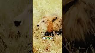 #animals #animalworld #lion #lions