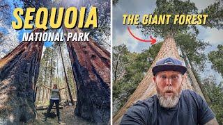 THIS PLACE IS AMAZING!! Sequoia National Park - BETTER THAN WE EXPECTED!