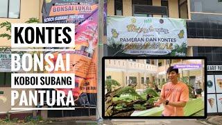 Hari Pertama Kontes Bonsai Lokal Pamanukan Subang