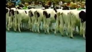 Holstein Show, World Dairy Expo 1987