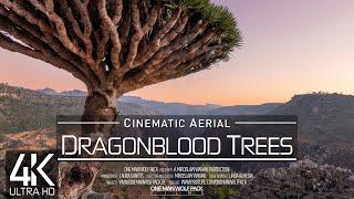 【4K】 DRAGONBLOOD TREES Central Socotra from Above  YEMEN 2025  Cinematic Wolf Aerial™ Drone Film