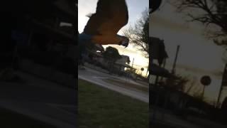 Parrot Flies Along Owner's Car