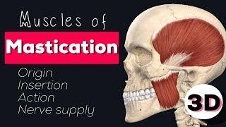 MUSCLES OF MASTICATION - 3D