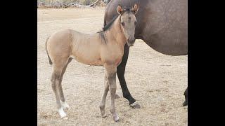 Dasha's Filly 2022. 2weeksold