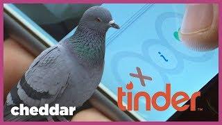 Tinder's Swiping Was Inspired By Pigeons