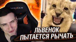 Hellyeahplay смотрит: Маленький, милый львенок пытается рычать