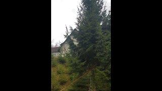 Einen Baum fällen im Wohngebiet - Seilzug und Kettensäge von Stihl im Einsatz