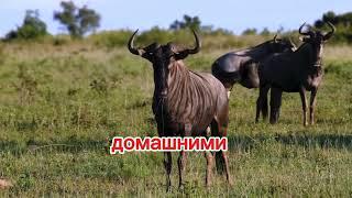 Керкулан #лошадьПржевальского #Казахстан#возрождение