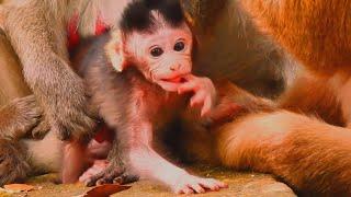 How Much Adorable Baby Newborn Jody, Baby Monkey Judy is Healthy & Strong Energy,