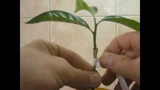 Техника прививки цитрусовых. Technique grafting citrus