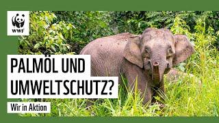 Palmöl und Umweltschutz - geht das? | Tabin #1 | WWF Deutschland