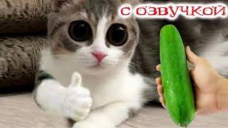 Приколы с котами! Смешные коты - С ОЗВУЧКОЙ! Самые смешные животные!