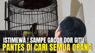 ISTIMEWA BURUNG IMPORT INI ! SAMPE GACOR DOR GITU PANTES DI CARI BANYAK ORANG