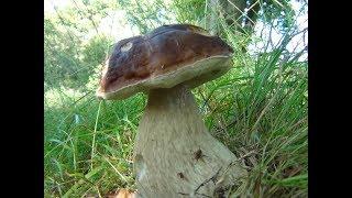 Large Penny Bun, Porcini, Cep, King Bolete, Boletus edulis identification