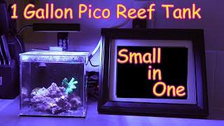 I love my 1 Gallon Pico Tank PNW Customs Small in One