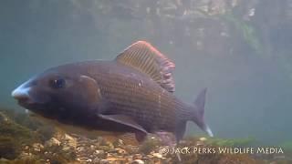 Freshwater Fish Showreel: Jack Perks