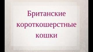 Кошачьи забавы. Любимые питомцы. Часть1.