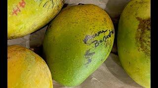 Alampur Baneshan Mango grown in Florida   New Favorite Mango?