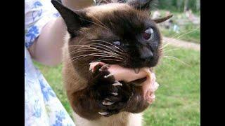  Shameless little thieves!  Videos of funny cats, kittens and dogs! 