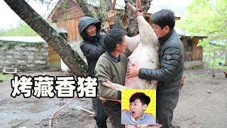 比普通豬貴幾倍，吃松茸長大的林芝藏香豬！它的肉質有多香？靚仔驚呼沒見過這樣的豬肉【探索吧芋圓】