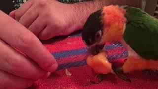 Kumquat Eating a Habanero Pepper