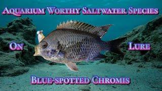 Bluespotted Chromis: 57th Saltwater Species on Lure!!!