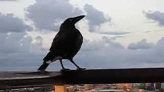 Currawong, Australian Raven, Kookaburra on my balcony