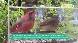 Cómo atraer pájaros cardenales a tu jardín