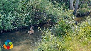 Something fishy is about to happen at Kelowna's Mission Creek