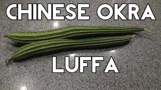 How To Grow Ridge Gourd or Luffa or Turai or Dodka (Chinese Okra)