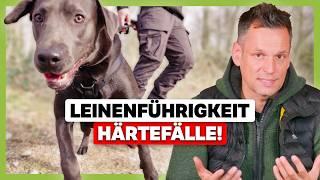 Leinenführigkeit bei Härtefällen: Wenn der Hund nicht mehr reagiert (Gründe und Ansätze)