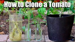 How to Clone a Tomato from a Cutting - Free Plants!