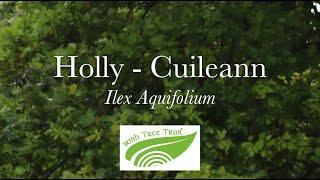 Holly - Cuileann (Ilex aquifolium)