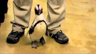 Deep Tissue Laser Therapy used to treat Penguins