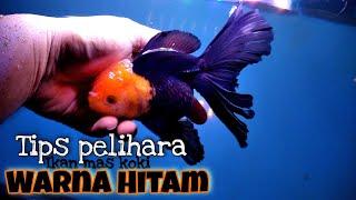 TIPS MEMELIHARA IKAN MAS KOKI WARNA HITAM - BAHAS PENYEBAB DAN CARA PENANGANANNYA