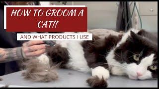 HOW TO GROOM A CAT!! - and what products I use