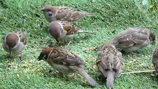 #雀 #スズメ ＃すずめ＃小鳥＃鳥＃Passer montanus