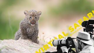 3 Hours of Leopard Cub Joy Packed into 14 Minutes for Christmas- Virtual Safari #198