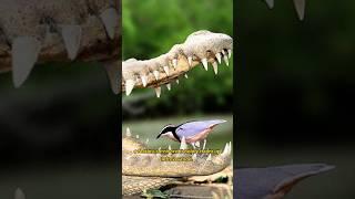 Discover the Surprising Bird That Cleans Crocodile Teeth! #shorts