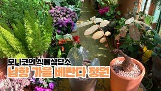 식물 Vlog, 남향아파트 가을 베란다정원 : 식물 관리 방법