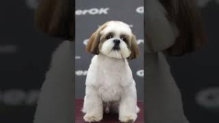 Shih Tzu grooming