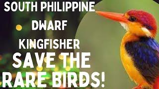 Discovering the Enchanting #SouthPhilippineDwarfKingfisher ️