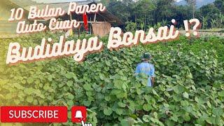 Budidaya Bonsai Ini ⁉️ 10 Bulan Panen️ Auto Cuan