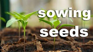 The Complete Guide to Sowing Seeds (Higher Germination Rate)!